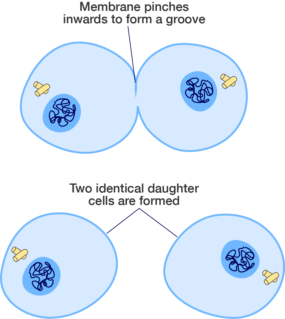A diagram of a cell undergoing cytokinesis.